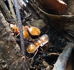Cephalotes clypeatus