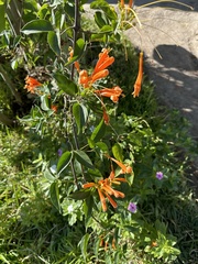 Pyrostegia