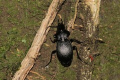 Licinus