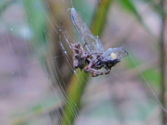 Acanthepeira