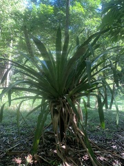 Bromelioideae