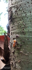 Cephalotes clypeatus