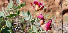 Acmispon grandiflorus grandiflorus