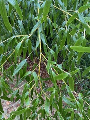 Phyllostachys aureosulcata