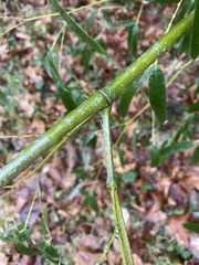 Phyllostachys aureosulcata