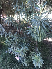 Nerium oleander