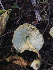 Leucocoprinus tricolor