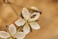 Mythicomyiidae