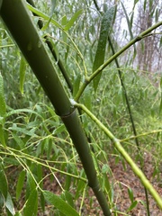 Phyllostachys aureosulcata