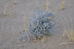 Astragalus lentiginosus borreganus