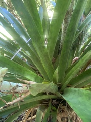Bromelioideae