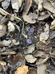 Geoscypha violacea
