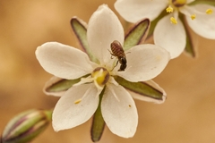Mythicomyiidae