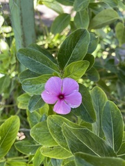 Catharanthus roseus