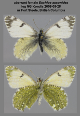 Euchloe ausonides