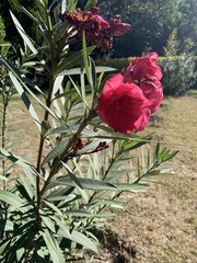 Nerium oleander