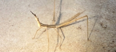 Tetanorhynchini