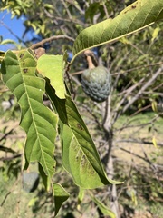 Annona
