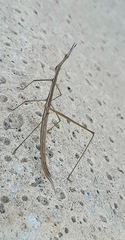 Tetanorhynchini