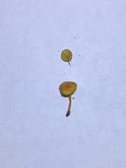 Pleuroflammula tuberculosa