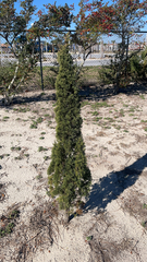 Cupressus sempervirens