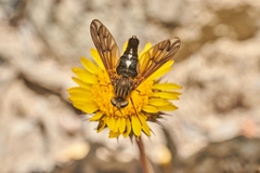 Promycteromyia