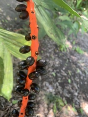 Chamaedorea tepejilote