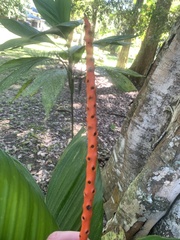 Chamaedorea tepejilote