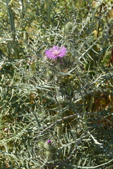 Galactites tomentosus