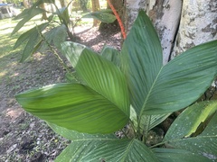 Chamaedorea tepejilote