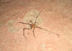 Gonyleptidae