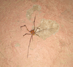 Gonyleptidae