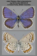 Plebejus idas atrapraetextus