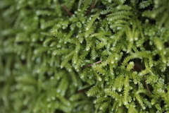 Eurhynchium