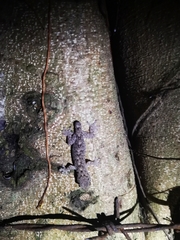 Gekko chinensis