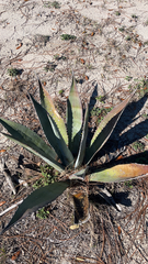 Agave salmiana