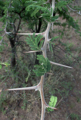 Vachellia luederitzii