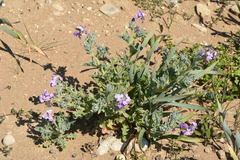 Matthiola tricuspidata
