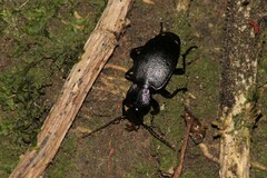 Licinus