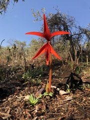 Sprekelia formosissima