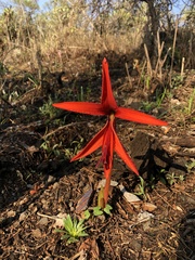 Sprekelia formosissima