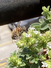 Apis mellifera