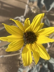 Helianthus niveus