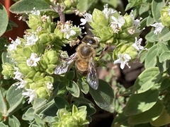 Apis mellifera