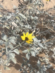 Helianthus niveus