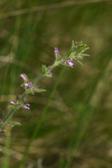 Micromeria graeca graeca