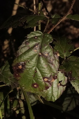 Coptotriche marginea