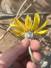 Helianthus niveus