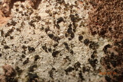 Verrucaria