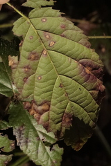 Coptotriche marginea